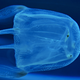 Illustration for article titled Box jellyfish have 24 floating eyes, but four of them are more important than the others